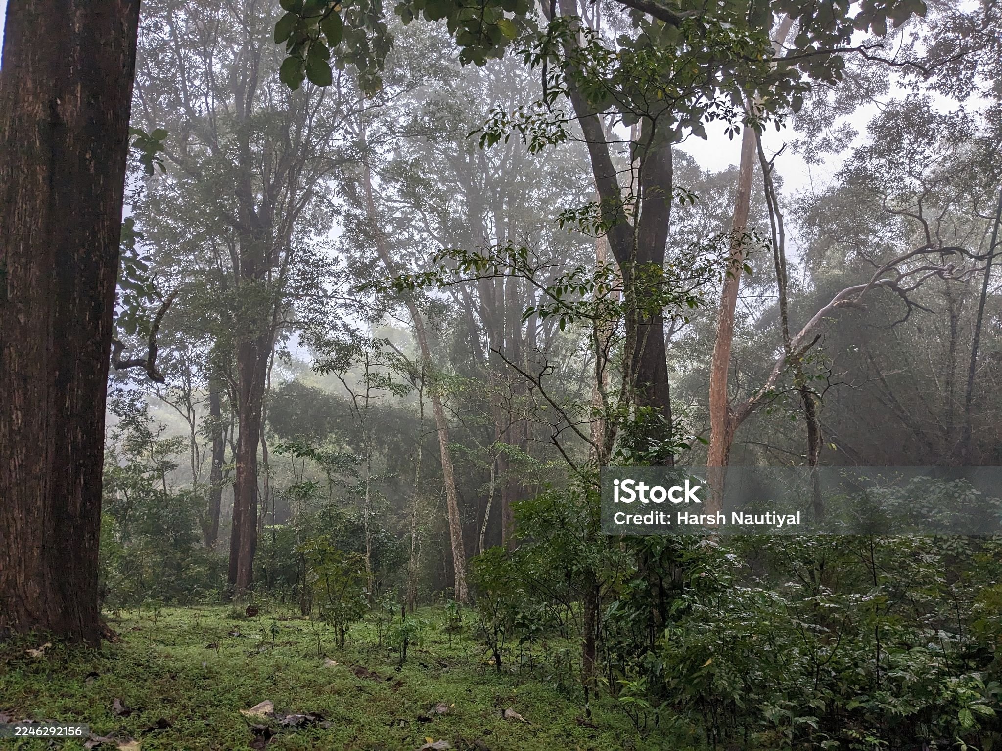 Kawasan Konservasi Hutan